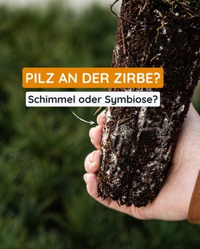 Was du hier siehst ist kein Schimmel, sondern Mykorrhiza-Pilze. ???? 

Eine Symbiose aus der Natur, die der Zirbe hilft Wasser und N&auml;hrstoffe aufzunehmen. ????????. Die feinen F&auml;den sind ein Zeichen f&uuml;r einen gesunden, lebendigen Wurzelballen. ????