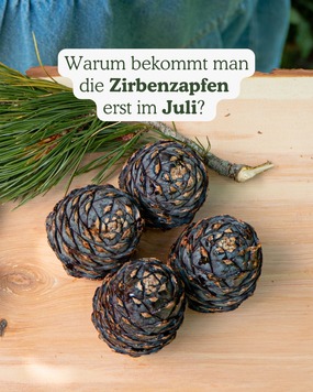 Warum gibt es Zirbenzapfen eigentlich erst im Juli? ???? Weil sie nur wenige Wochen im Sommer geerntet werden und die Saison schneller vorbei ist, als man denkt. Wer auf der sicheren Seite sein m&ouml;chte, kann seine Menge jetzt schon vorbestellen. ????????

???????? Jetzt vorbestellen auf https://www.zirbenprodukte.at/zirben-zapfen