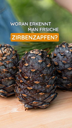 Woran erkennt man eigentlich frische Zirbenzapfen? ????

1️⃣ Farbe: Frische Zirbenzapfen haben oft eine violette bis r&ouml;tliche F&auml;rbung.

2️⃣ Harz: Eine klebrige Oberfl&auml;che durch austretendes Harz ist ganz normal und ein gutes Zeichen.

3️⃣ Form: Die Schuppen sind spiralf&ouml;rmig angeordnet und fest geschlossen.

So kannst du Qualit&auml;t auf den ersten Blick erkennen. ????

#zirbelino #zirbenzapfen #zirbe #zirbenprodukte #waldmomente #naturwissen