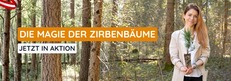 Zirbenbäume im Bio-Topf