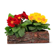 Dekokiste aus Zirbe - ca. 27x16x7,5cm (LxBxH) - f&uuml;r Blumen/Kr&auml;uter
