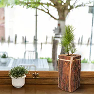 Blumentopf aus echter Zirben Baumrinde - f&uuml;r Pinus Cembra und Blumen