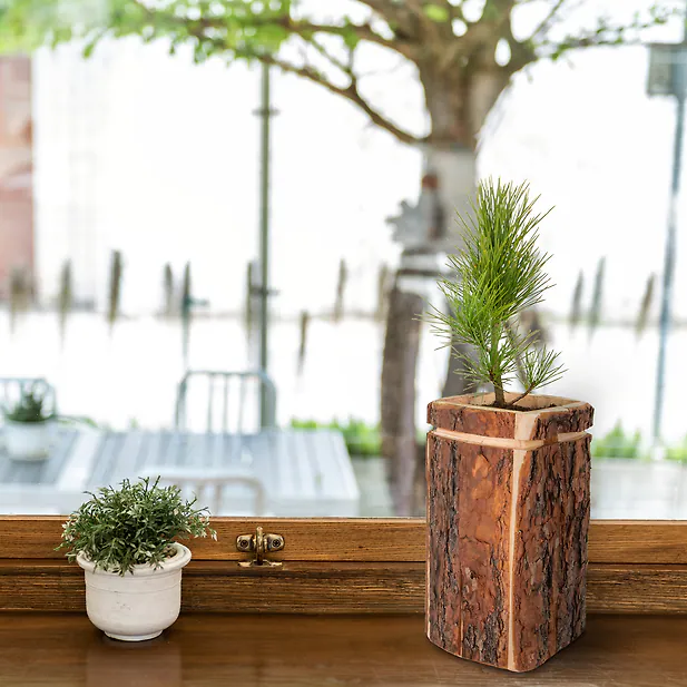 Blumentopf aus echter Zirben Baumrinde - für Pinus Cembra und Blumen