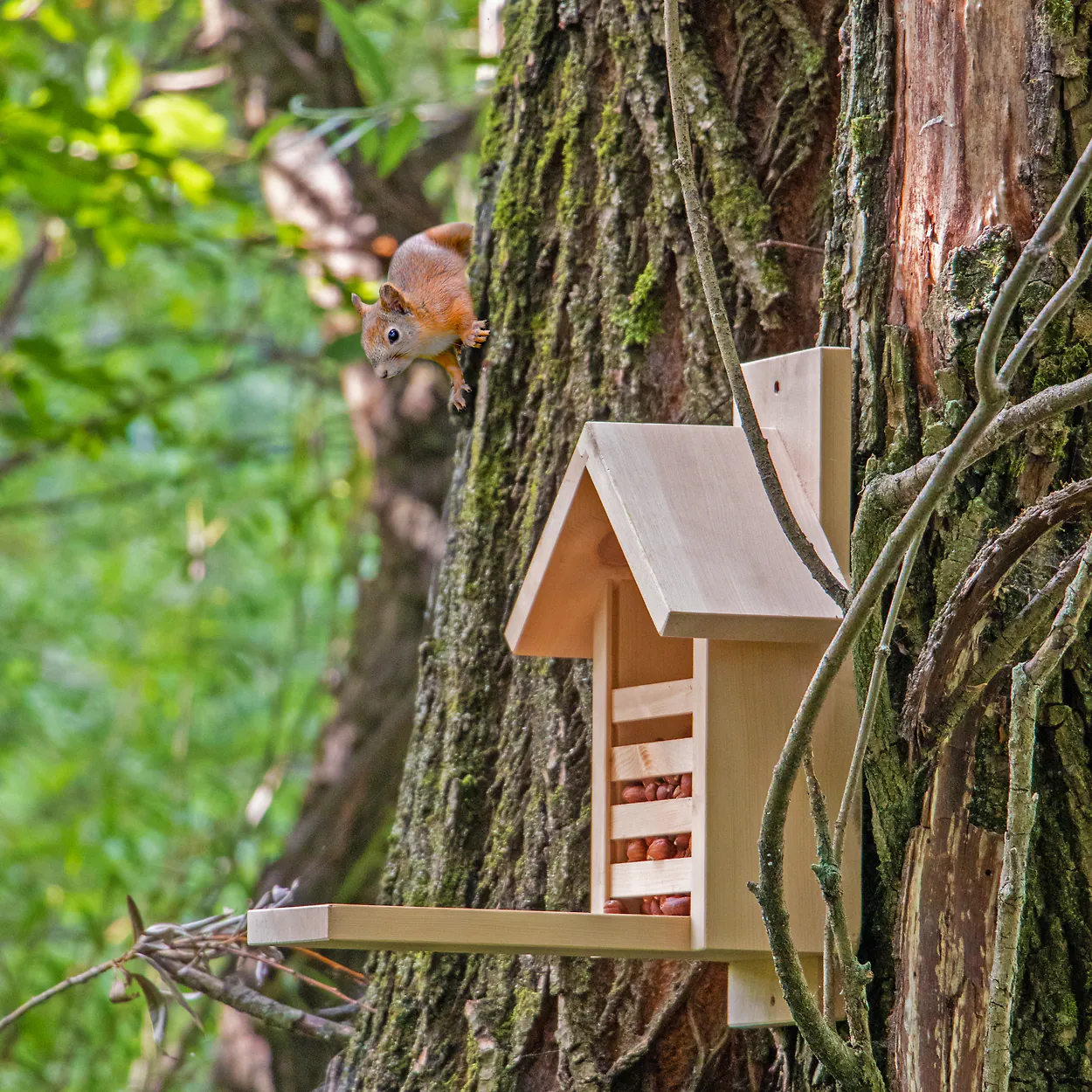 Futterstation mit einem Eichh&ouml;rnchen am Baum.
