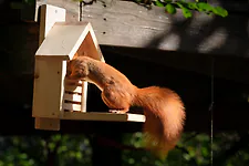 Zirbelino&reg; Eichh&ouml;rnchen Futterhaus, fix-fertig montiert aus 100% Zirbenholz |...