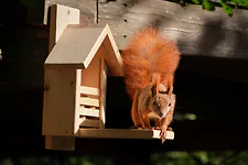 Zirbelino&reg; Eichh&ouml;rnchen Futterhaus, fix-fertig montiert aus 100% Zirbenholz |...