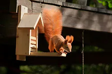 Zirbelino&reg; Eichh&ouml;rnchen Futterhaus, fix-fertig montiert aus 100% Zirbenholz |...