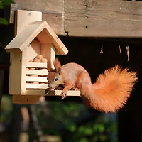 Eichh&ouml;rnchen Futterhaus: Natur erleben