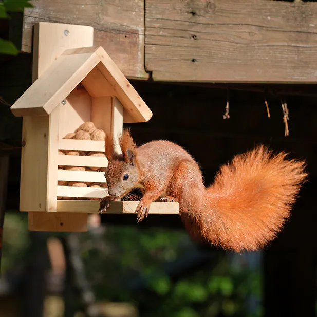 Zirbelino&reg; Eichh&ouml;rnchen Futterhaus, fix-fertig montiert aus 100% Zirbenholz |...
