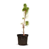 Zirbenbaum im Topf, ca. 70-90cm (GIGA) - Zirbenbaum aus &Ouml;sterreich | jung, fr...
