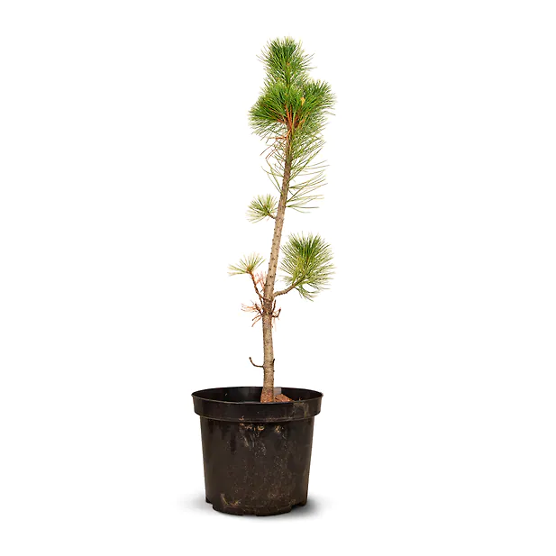 Zirbenbaum im Topf, ca. 70-90cm (GIGA) - Zirbenbaum aus &Ouml;sterreich | jung, fr...