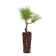 Zirbelino-B&auml;umchen 10-15cm (M) - Zirbenbaum aus &Ouml;sterreich | jung, frisch, le...