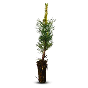 Zirbelino-B&auml;umchen 40-45cm (MEGA) - Zirbenbaum aus &Ouml;sterreich | jung, frisch,...