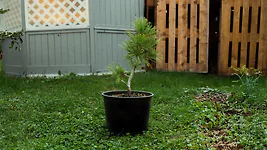 Zirbelino-B&auml;umchen 40-45cm (MEGA) - Zirbenbaum aus &Ouml;sterreich | jung, frisch,...