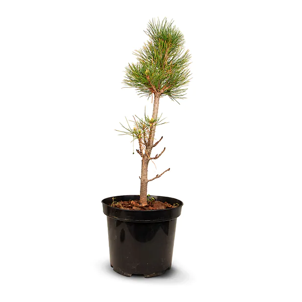 Zirbenbaum im Topf, ca. 30-50cm (ULTRA) - Zirbenbaum aus &Ouml;sterreich | jung, f...