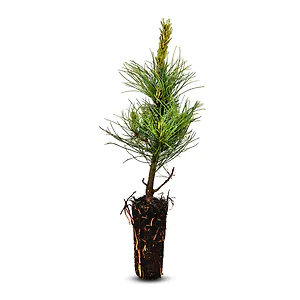 Zirbelino-B&auml;umchen 30-35cm (XXL) - Zirbenbaum aus &Ouml;sterreich | jung, frisch, ...