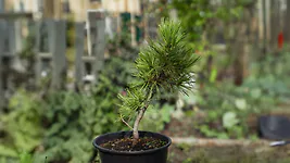 Zirbelino-B&auml;umchen 30-35cm (XXL) - Zirbenbaum aus &Ouml;sterreich | jung, frisch, ...