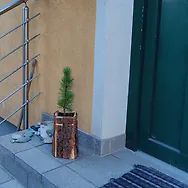 Blumentopf aus echter Zirben Baumrinde - f&uuml;r Pinus Cembra und Blumen
