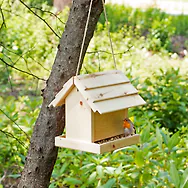 ZirBIRD Vogelfutterstation aus Zirbe | Futterplatz, Futterstation | Vogelfutt...