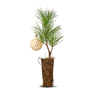 Christbaumkugel mit LED-Beleuchtung | 7cm Durchmesser | Deko f&uuml;r Weihnachten
