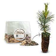 100g ZirbenD&uuml;nger Granulat f&uuml;r Zirbenb&auml;ume  - Pure Zirbenkraft f&uuml;r Wachstum, ...