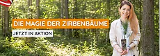 Zirbenbäume im Bio-Topf