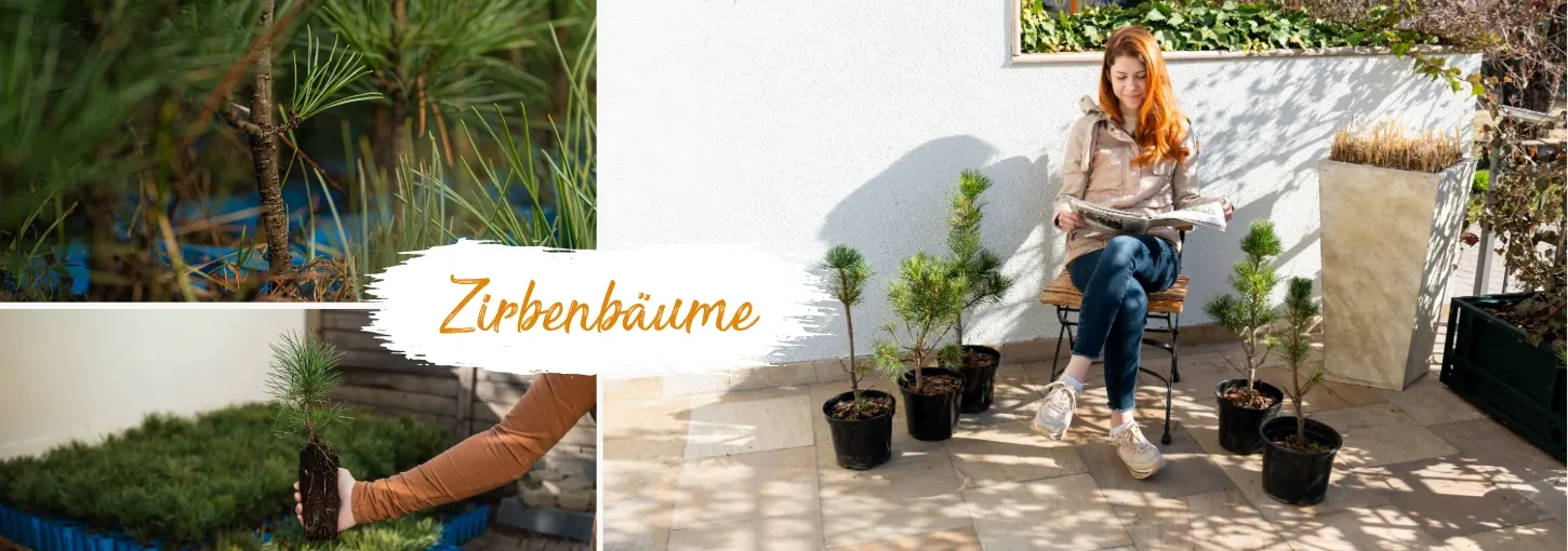 Zirbenbäume und Zirbelkiefern