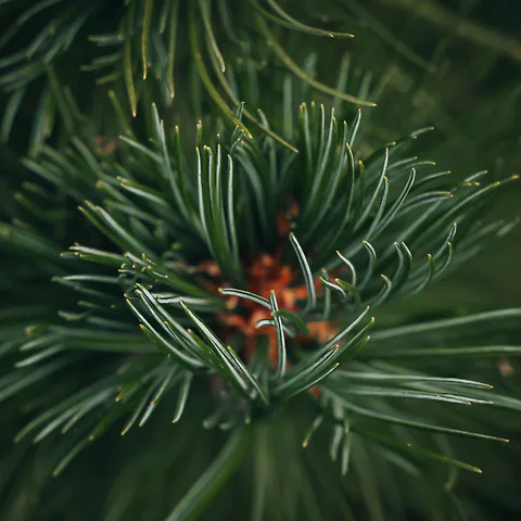 Echte Kreislaufwirtschaft aus K&auml;rnten. F&uuml;r die Umwelt, f&uuml;r Mutter Natur, f&uuml;r den Wald von heute und morgen.