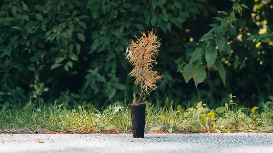 Zirbelino-Notfallb&auml;umchen - Rettet eine kleine Zirbe! - Zirbenbaum aus &Ouml;sterr...