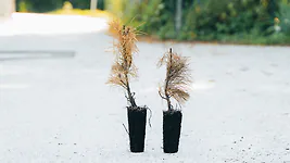 Zirbelino-Notfallb&auml;umchen - Rettet eine kleine Zirbe! - Zirbenbaum aus &Ouml;sterr...