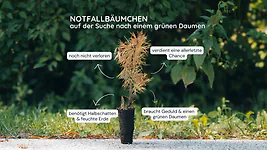 Zirbelino-Notfallb&auml;umchen - Rettet eine kleine Zirbe! - Zirbenbaum aus &Ouml;sterr...