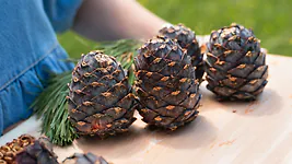 1kg Bio Zirbenzapfen Ernte 2027, frisch gepfl&uuml;ckt | ca. 14-18 Stk. per Kilo