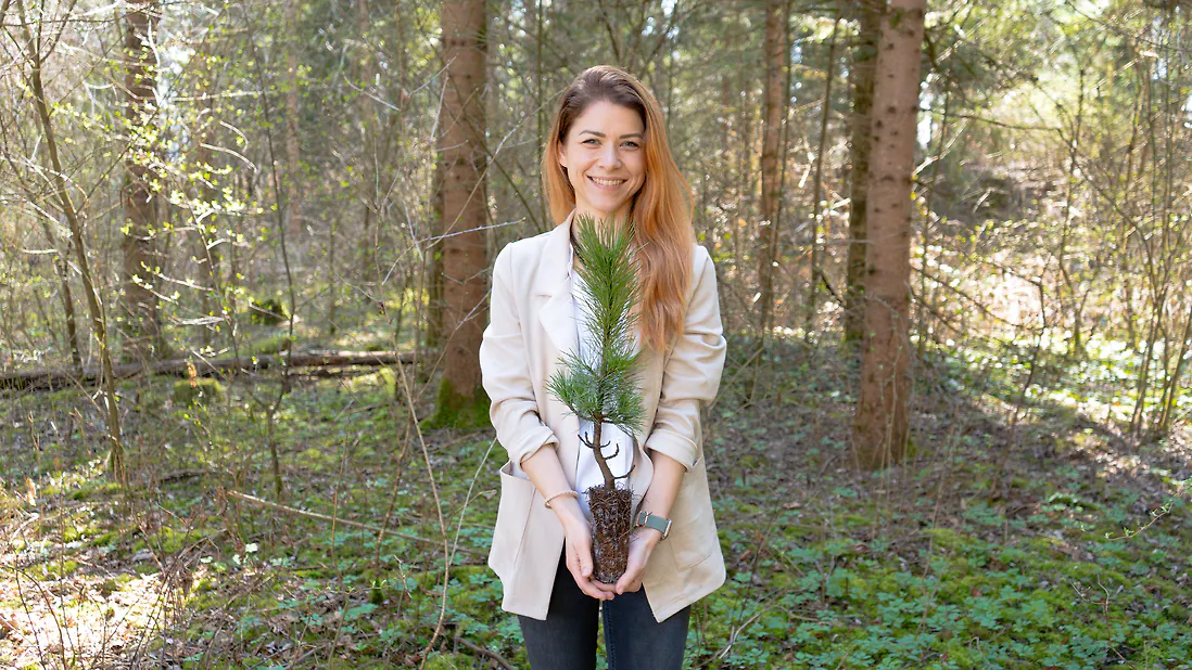Zirbelino-B&auml;umchen 40-45cm (MEGA) - Zirbenbaum aus &Ouml;sterreich | jung, frisch, lebend - f&uuml;r den Garten oder Balkon im Topf