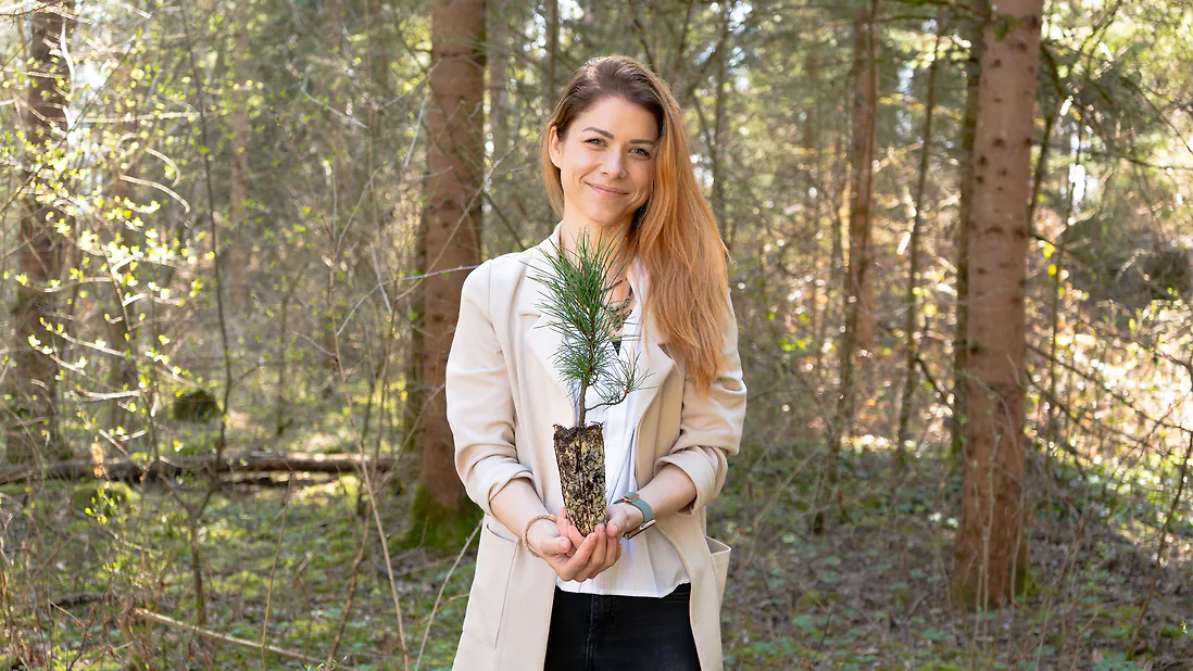 Zirbelino-Bäumchen 20-25cm (XL) - Zirbenbaum aus Österreich | jung, frisch, lebend - für den Garten oder Balkon im Topf