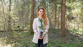 Zirbelino-B&auml;umchen 30-35cm (XXL) - Zirbenbaum aus &Ouml;sterreich | jung, frisch, ...