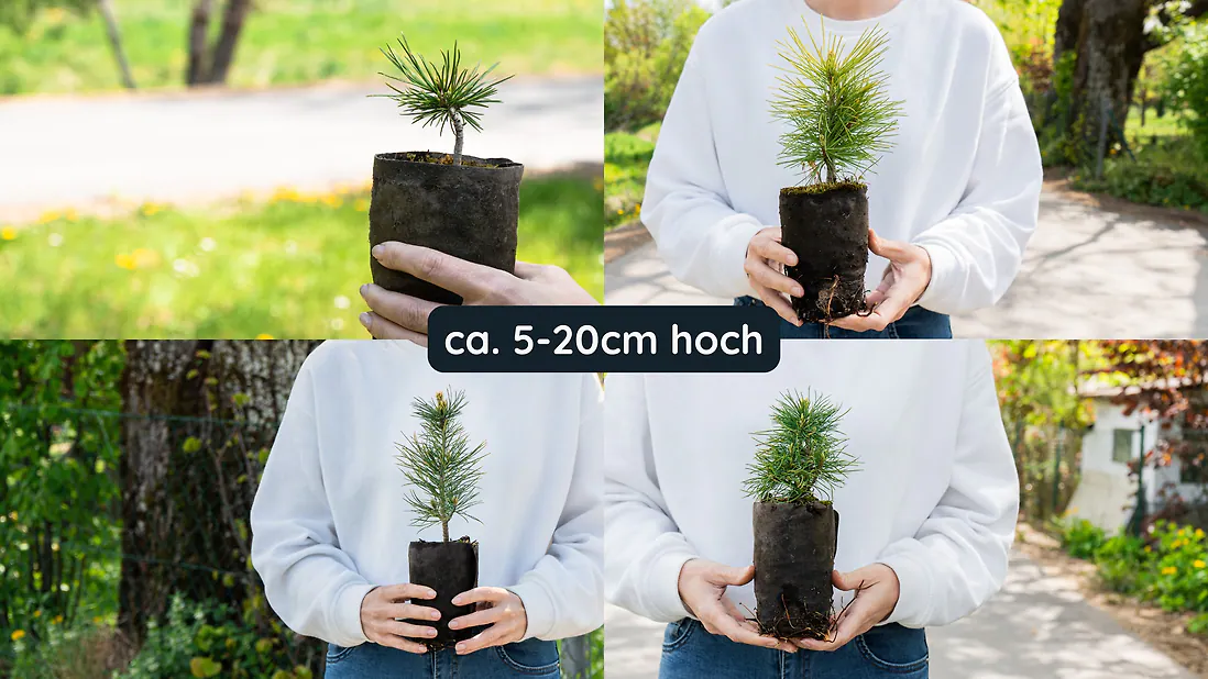 Zirbelino-B&auml;umchen im Bio-Topf, Zirbenbaum direkt aus TIROL | jung, frisch, lebend - f&uuml;r den Garten oder Balkon im Topf