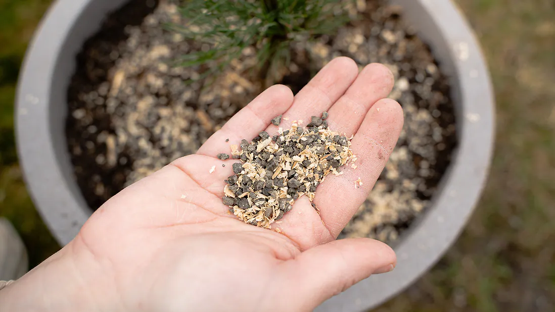 100g ZirbenDünger Granulat für Zirbenbäume - Pure Zirbenkraft für Wachstum, Nadeln & Wirkung | für 2x düngen (je 50g) pro Baum & Saison