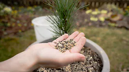 100g ZirbenD&uuml;nger Granulat f&uuml;r Zirbenb&auml;ume  - Pure Zirbenkraft f&uuml;r Wachstum, ...
