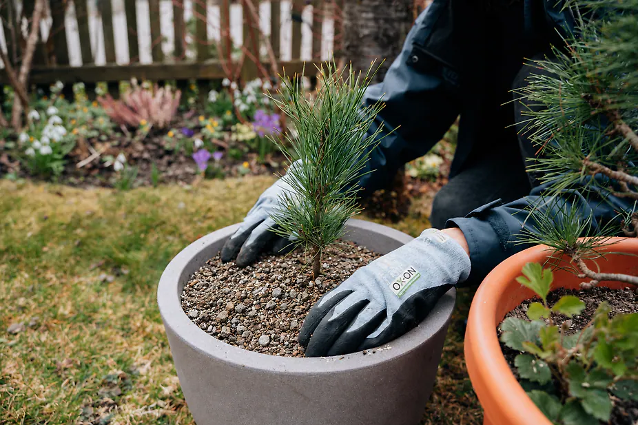 5kg ZirbenErde Spezial-Mischung f&uuml;r Zirbenb&auml;ume - zum Pflanzen im Freien oder im Topf | f&uuml;r 1 Baum (Setzling)