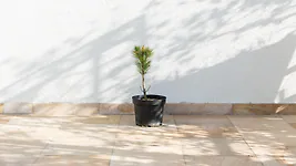 Zirbenbaum im Topf, ca. 30-50cm (ULTRA) - Zirbenbaum aus &Ouml;sterreich | jung, f...