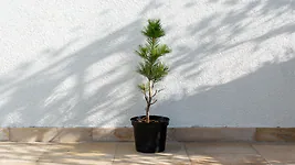 Zirbenbaum im Topf, ca. 50-70cm (ULTRA+) - Zirbenbaum aus &Ouml;sterreich | jung, ...