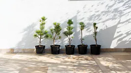Zirbenbaum im Topf, ca. 50-70cm (ULTRA+) - Zirbenbaum aus &Ouml;sterreich | jung, ...