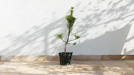 Zirbenbaum im Topf, ca. 70-90cm (GIGA) - Zirbenbaum aus &Ouml;sterreich | jung, fr...