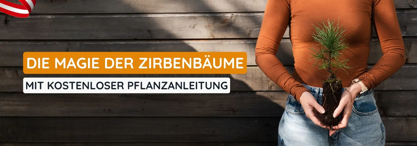 Zirbenbäume kaufen