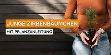 Zirbenbaum