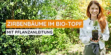 Zirbenbaum