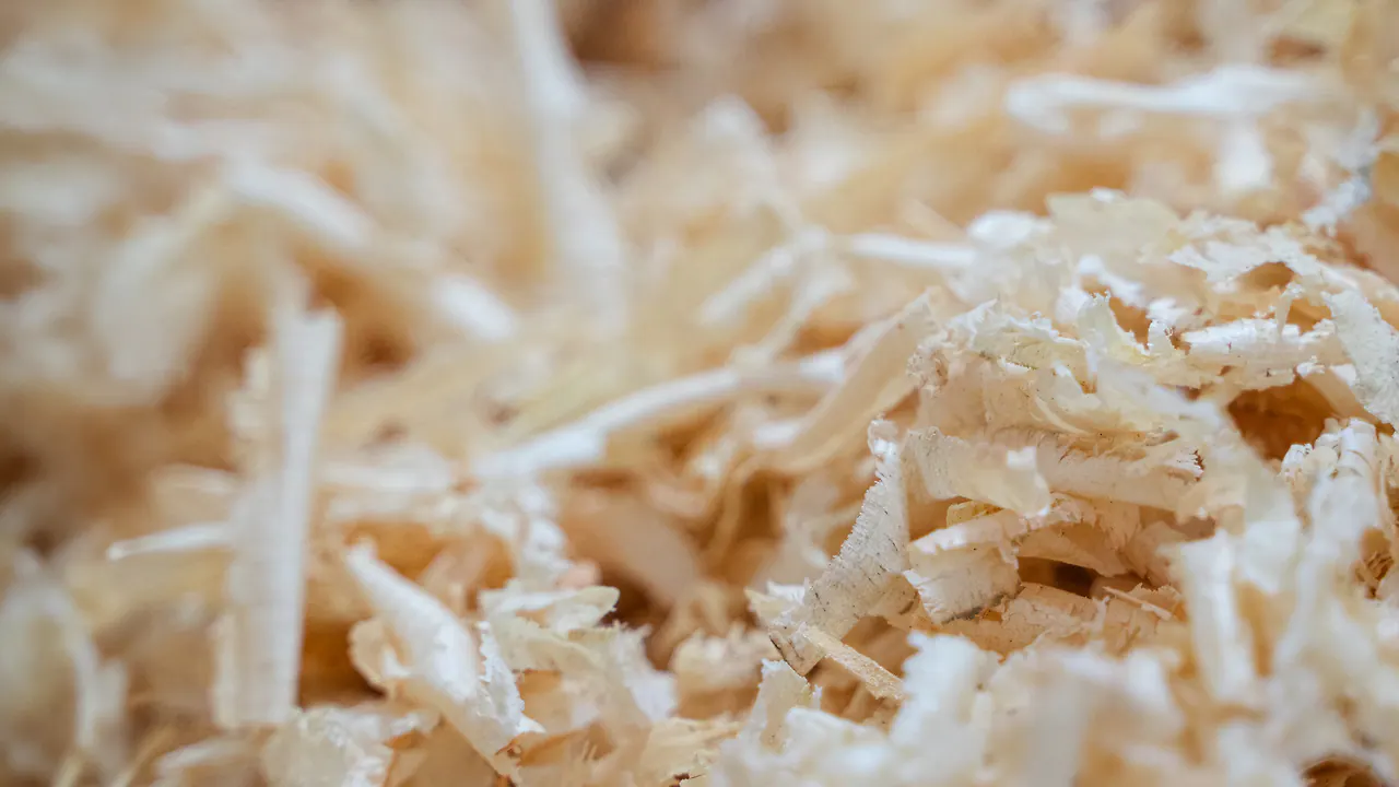 Zirbenb&auml;umchen