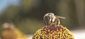 Rose Naturseife mit Bienenwachs | 100g