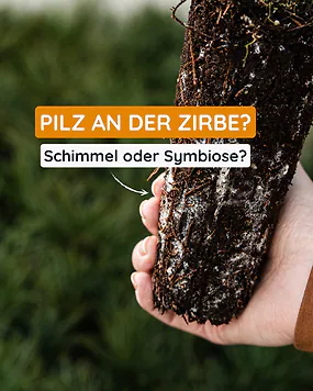 Was du hier siehst ist kein Schimmel, sondern Mykorrhiza-Pilze. ???? 

Eine Symbiose aus der Natur, die der Zirbe hilft Wasser und N&auml;hrstoffe aufzunehmen. ????????. Die feinen F&auml;den sind ein Zeichen f&uuml;r einen gesunden, lebendigen Wurzelballen. ????