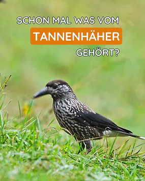 Der wohl wichtigste Schnabel im Zirbenwald ist eindeutig der Tannenh&auml;her. ????????

Was viele nicht wissen: Ohne ihn g&auml;b&rsquo;s heute viele junge Zirben gar nicht! ????
Denn der clevere Vogel versteckt im Herbst hunderte Zapfen als Wintervorrat und vergisst dabei einige davon. Genau diese vergessenen Sch&auml;tze treiben im Fr&uuml;hling als neue Zirben aus dem Boden. ???????? So entsteht aus einem kleinen Schnabel ein ganzer neuer Wald.

Schon faszinierend, wie klug und wichtig die Natur zusammenarbeitet, oder?

&copy; Canva Stock / Canva Pro

#zirbelino #zirbe #tannenh&auml;her #zirbenwald #waldwissen #naturfakten #zirbenprodukte